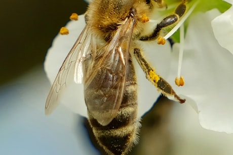 谁是护花使者？看看这群可爱的小小蜜蜂！